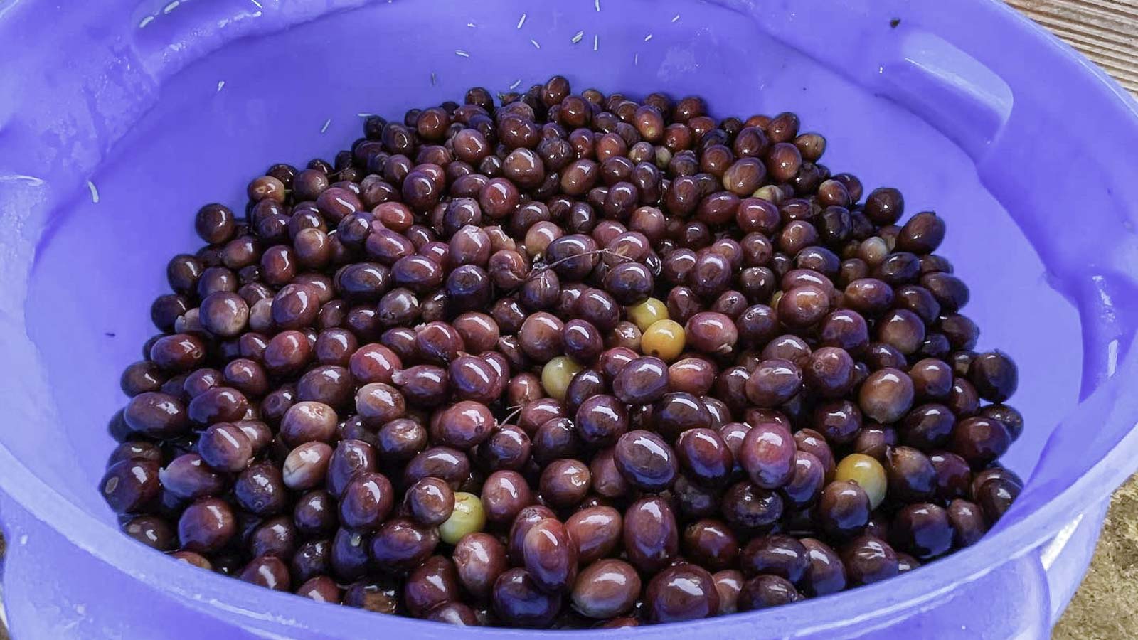 Fermentación
